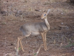 DIK DIK