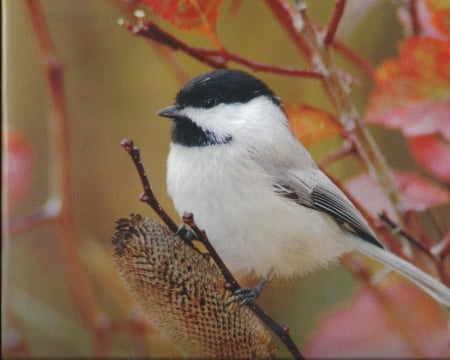 Chickadee - pretty, bird, singing, feathers