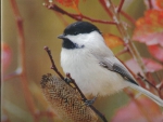 Chickadee