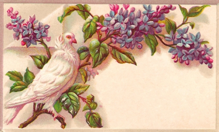 Victorian Calling Card ~ Wisteria and Dove - wisteria, purple, dove, victorian, card, antique