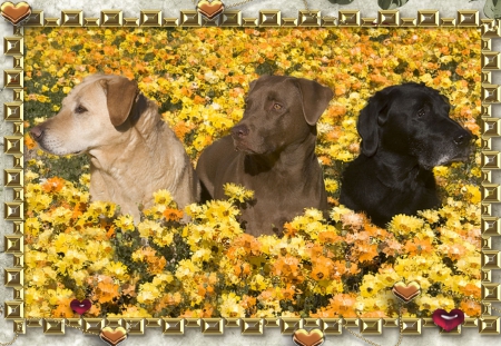 Three wise dogs - dogs, gold hearts, yellow flowers, red hearts