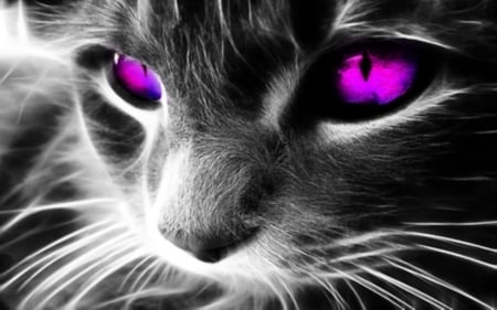 Cool Cat =^..^= Ultra~Violet Eyes - photo manipulation, reverse print, cat, purple eyes