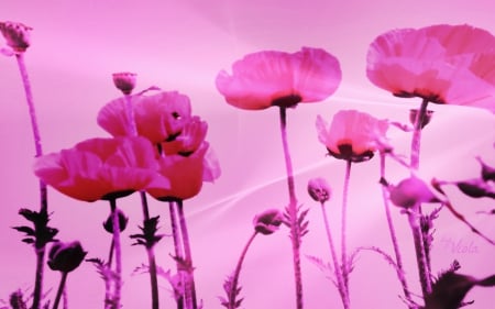 Pink Poppies - Viola Tricolor, flowers, poppy, design, spring, pink