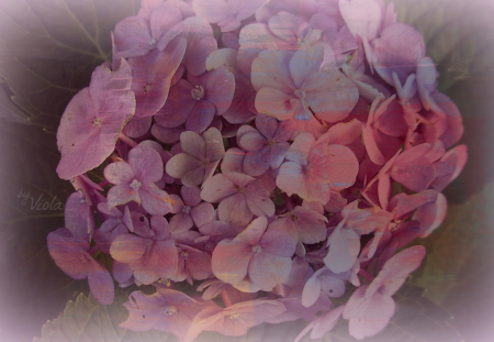 Hydrangea Art - art, viola tricolor, hydrangea, design, flower