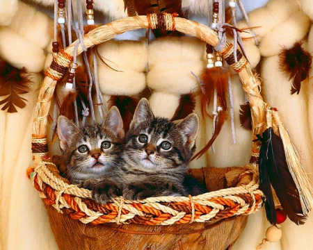 Cute kittens - cat, animals, pet, basket, cute