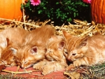 Cute kittens