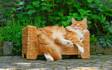 Relaxing day - pet, cute, cat, animals