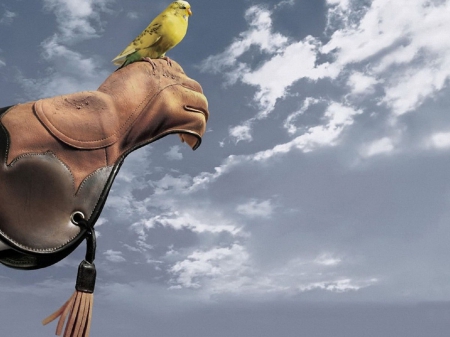 bird of prey  canary - bird of prey, fun, canary, wallpaper, humor