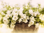 Still Life-white flowers-