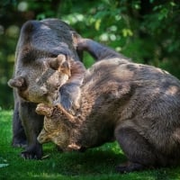 playing bears