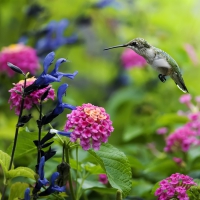 Humming-bird