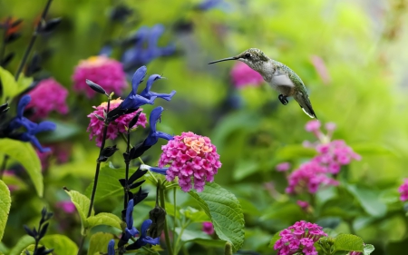 Humming-bird - buds, landscape, humming-bird, wings, bird, nature, flying, pink, blue, leaves, green, splendor, flower, lovely flowers, fly