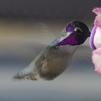 Humming-bird