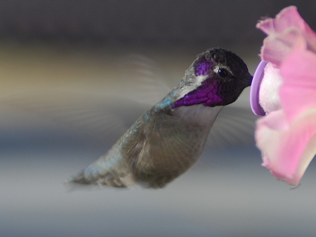 Humming-bird - wings, flower, purple, fly, bird, pink, humming-bird, macro