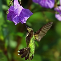 Humming-bird