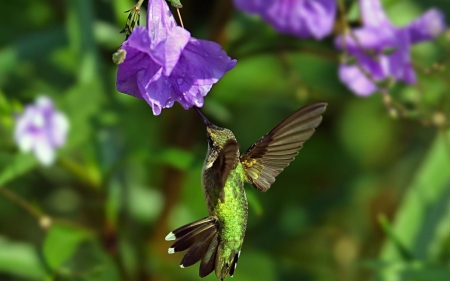 Humming-bird - wings, flower, purple, fly, bird, humming-bird, macro, green