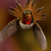 Humming-bird