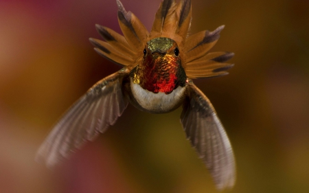 Humming-bird - wings, red, fly, bird, humming-bird, orange, macro