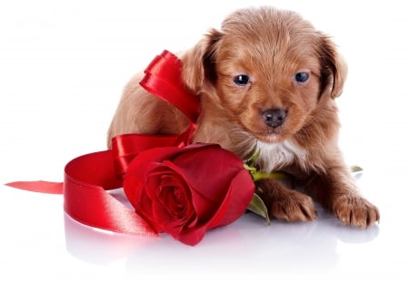 With Love - roses, gift, animals, rose, with love, white, petals, dog, dogs, ribbon, cute, puppy, for you, bow, red, animal, flower, red rose, puppies