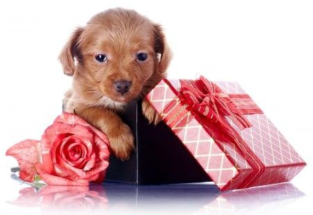 With Love - gift, puppy, roses, adorable, animals, for you, rose, with love, dog, petals, dogs, sweet, cute, puppies