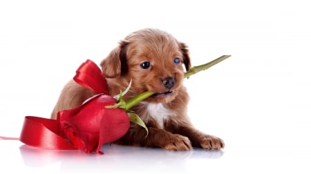 With Love - roses, red rose, dog, puppies, petals, sweet, dogs, rose, cute, adorable, puppy, animals