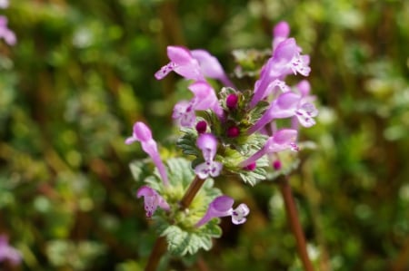 Pretty Purple Spring Flower - nature, 2014, pretty, wild, outdoors, flower, spring