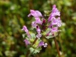 Pretty Purple Spring Flower