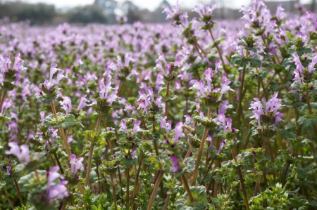 Wild Purple Flowers - beauty, nature, pretty, lands, flowers, plants