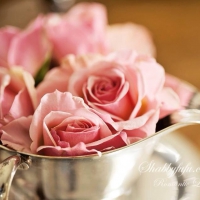 *A cup of pink roses*