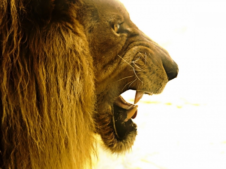 lion king - male, predator, lion, beautiful, king