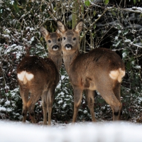 Beautiful Deer