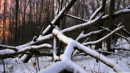 Snowy wood - forest, wallpaper, winter, landscape, hd, wood, scene, nature, snow