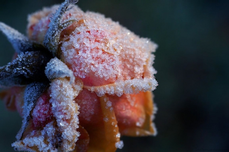 With love - wallpaper, rose, frozen, frost, abstract, slowers, frosted, photography, nature, frosty, pink rose