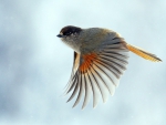 flying robin