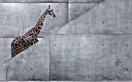 giraffe - animal, wallpaper, upstairs, giraffe