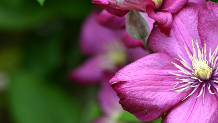 Clematis - nature, purple, macro, clematis, green, flowers, flower