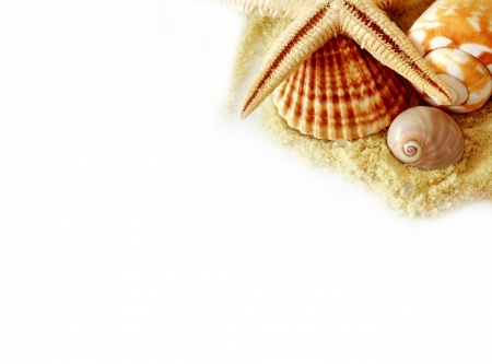 Shells - shell, starfish, shells, white, nature