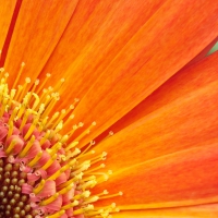 Orange flower