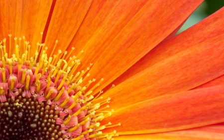 Orange flower - orange flower, flower, petals, plant, orange, leaves, flowers, nature, petal, orange petals, plants, orange petal, orange flowers, leave