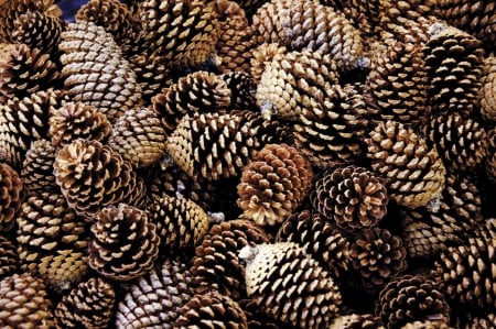 Pine Cones - Pine Cones, Pine Cone, Brown, Nature