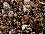 Pine Cones