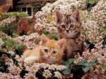 Kittens among flowers