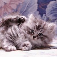 Fluffy silver tabby kitten for pirruke