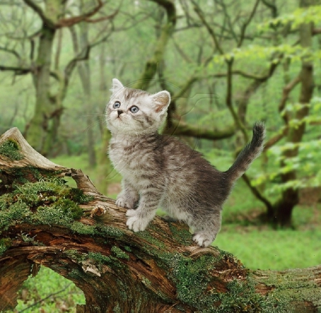 Kitten on a log