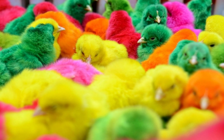 Chicks for Easter - chicks, animals, colorful, baby