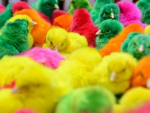 Chicks for Easter