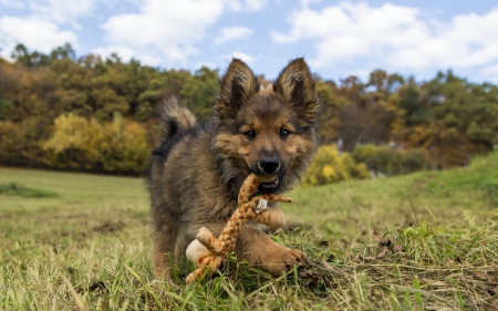 Dog - puppy, animals, toy, meadow, lovely, nature, young, playful, pretty, dog, puppys, beautiful, animal, dogs, sweet, cute