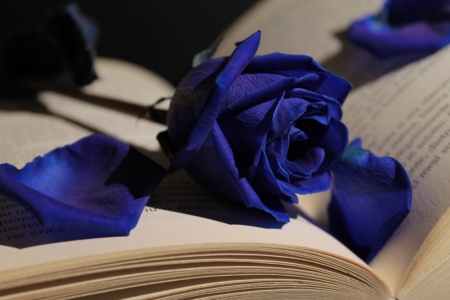 Dream - blue rose, book, beauty, petals, dream