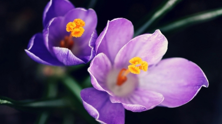 Purple - purple, two, flower, beautiful