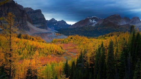 larch trees forest in autumn by mountain range - forest, river, cloudy, mountain, autumn